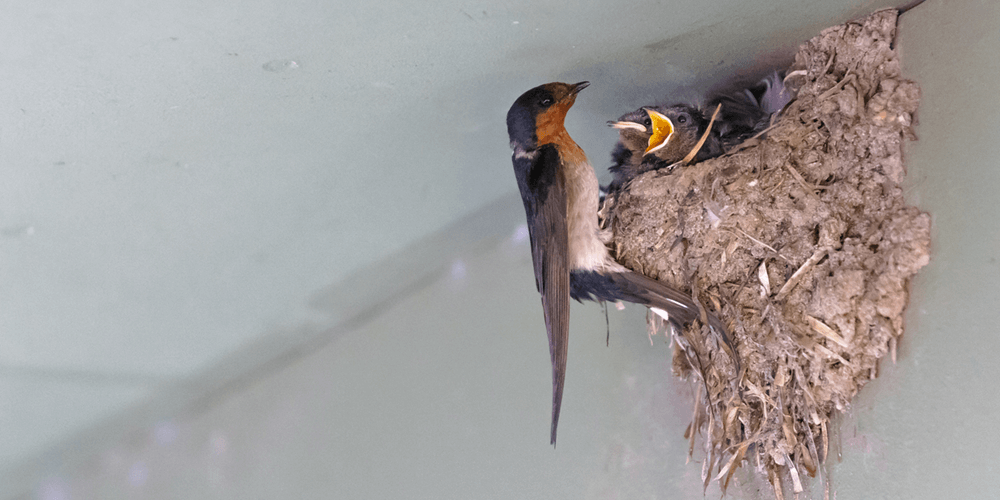 natuurvriendelijk natuurinclusief isoleren verbouwen